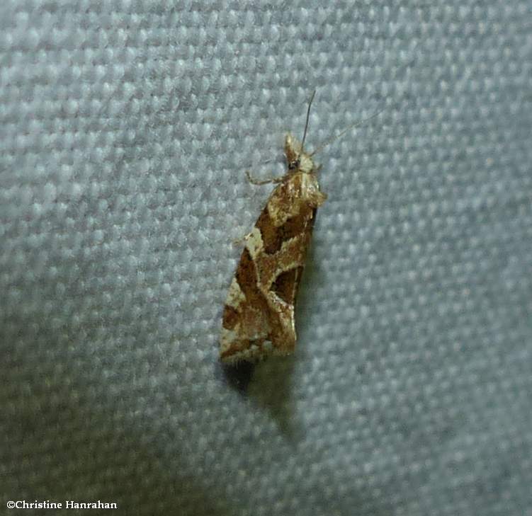 Tortricid moth (Aethes sp.)