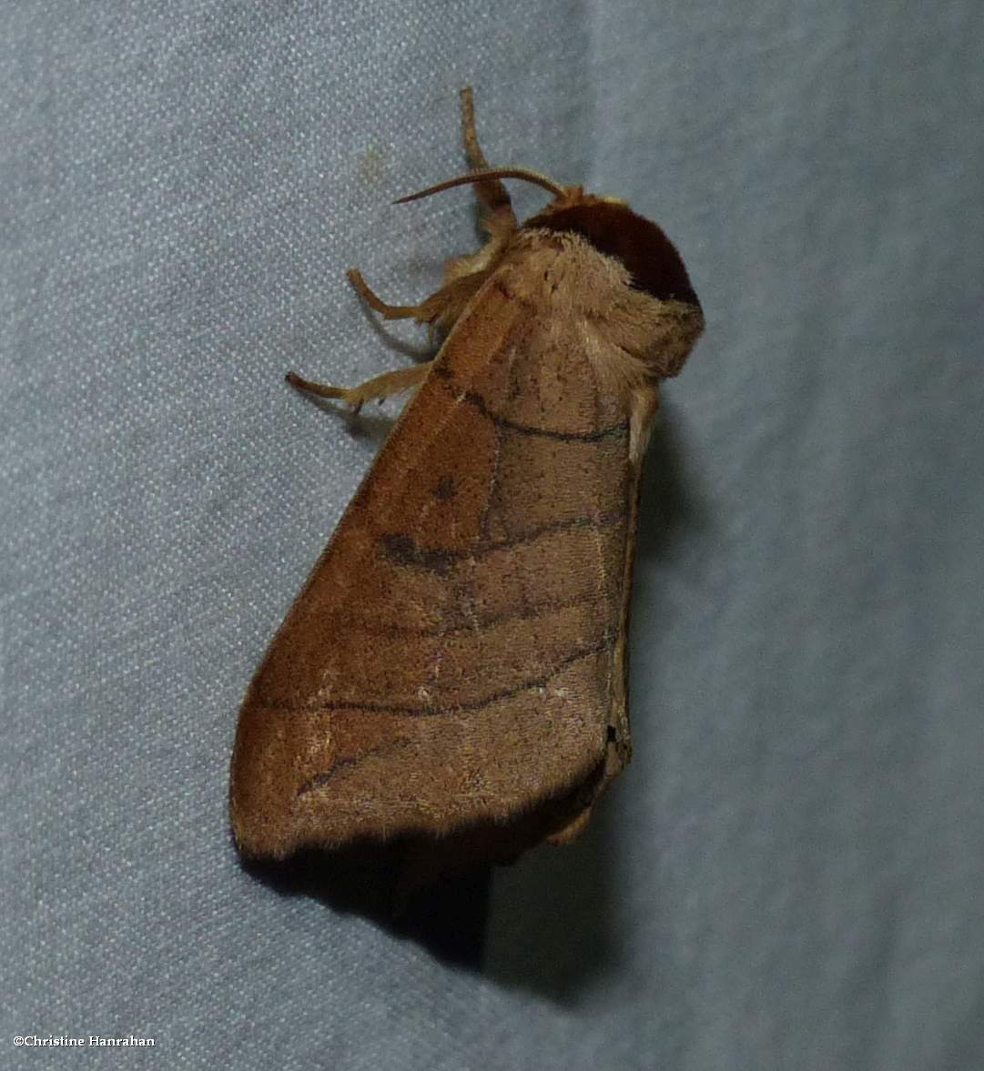 Anguss datana moth  (<em>Datana angusii</em>),  #7903