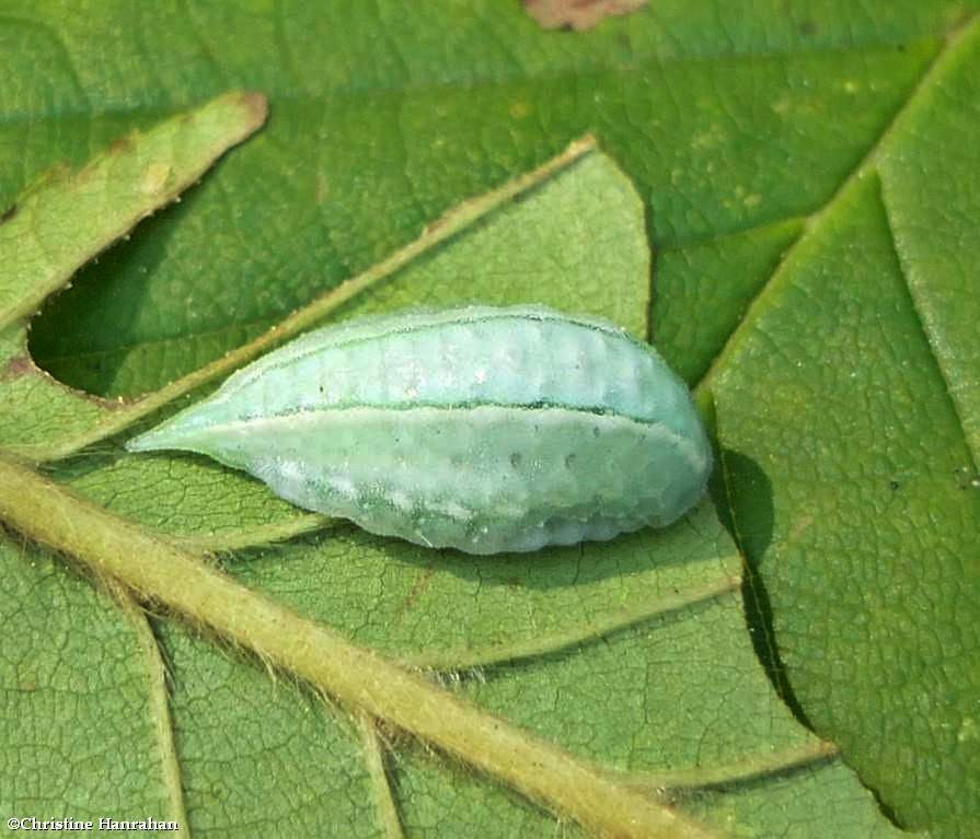 Jeweled tailed slug moth caterpillar (<em>Packardia geminata</em>), #4659