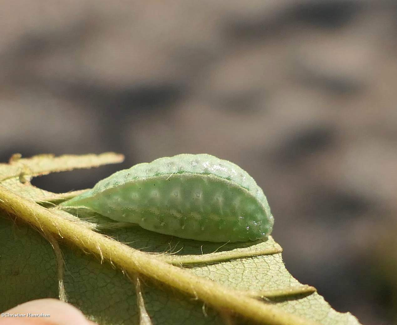 Jeweled tailed slug moth caterpillar (<em>Packardia geminata</em>), #4659