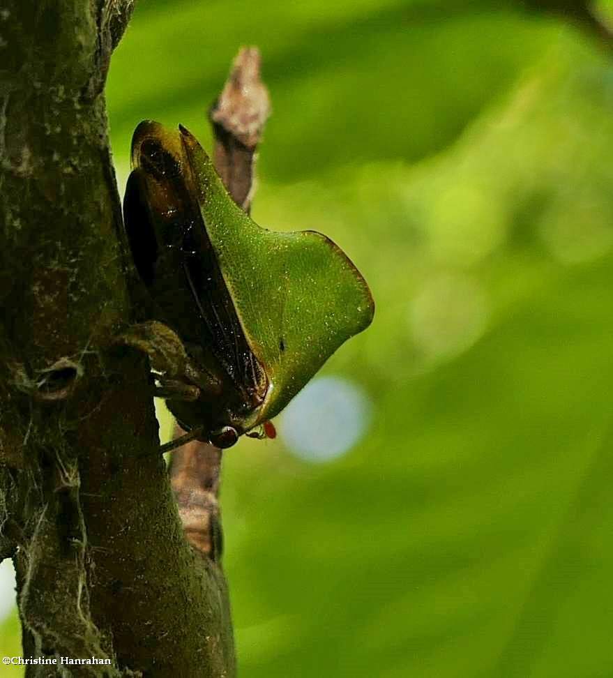 Treehopper (<em>Telamona excelsa</em>)