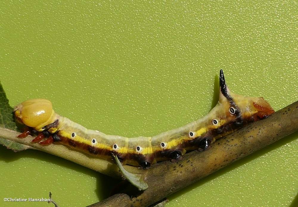 False sphinx moth caterpillar  (<em>Pheosia rimosa</em>), #7922
