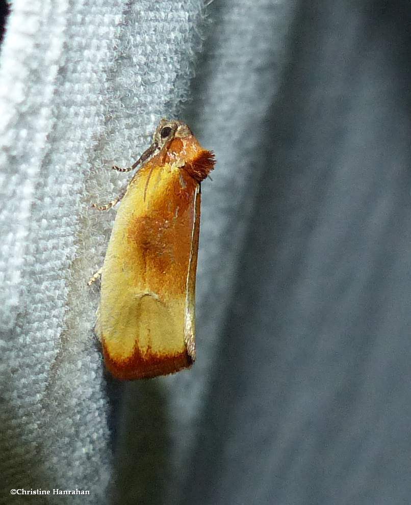 Ferruginous eulia moth (<em> Eulia ministrana</em>), #3565