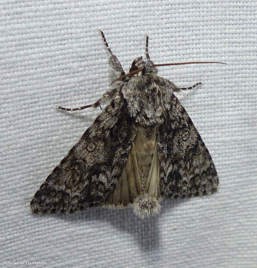 Impressed dagger moth (<em>Acronicta impressa</em>), #9261