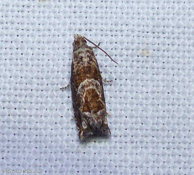 Canadian sonia moth (Sonia canadana), #3219