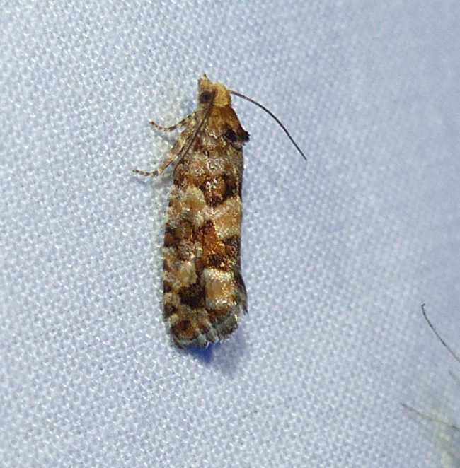 White pine cone borer moth (Eucopina tocullionana, #3074