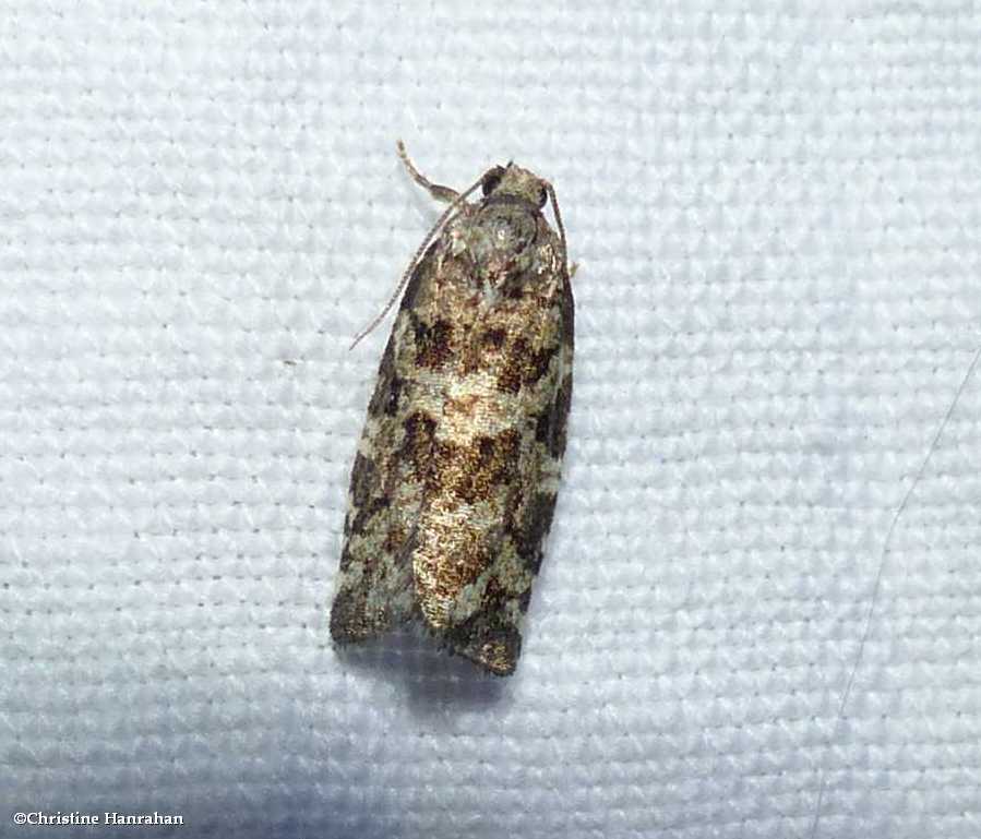 Spring spruce needle moth (<em>Archips packardiana</em>),  #3667
