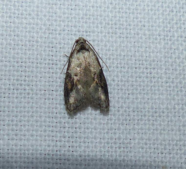 Currant fruitworm moth (Carposina fernaldana), #2315