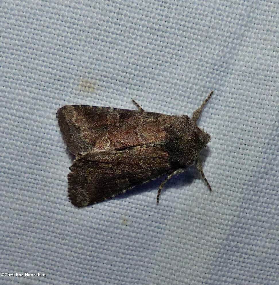 Goodells arches moth (<em>Orthodes goodelli</em>?), #10289