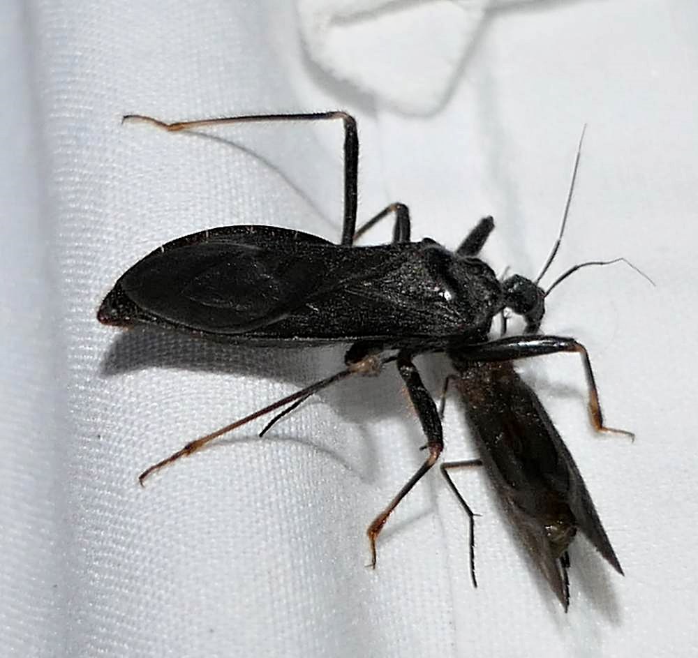 Masked hunter assassin bug (<em>Reduvius personatus</em>)