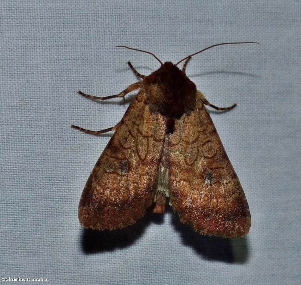 Rosewing moth (<em>Sideridis rosea</em>), #10265