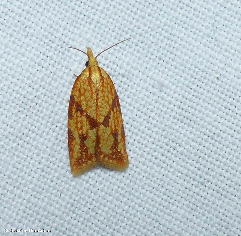 Sparganothis fruitworm moth (Sparganothis sulfureana), #3695
