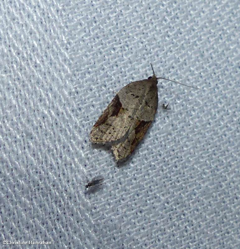 MacDunnough's Acleris  moth (Acleris macdunnoughi), #3506