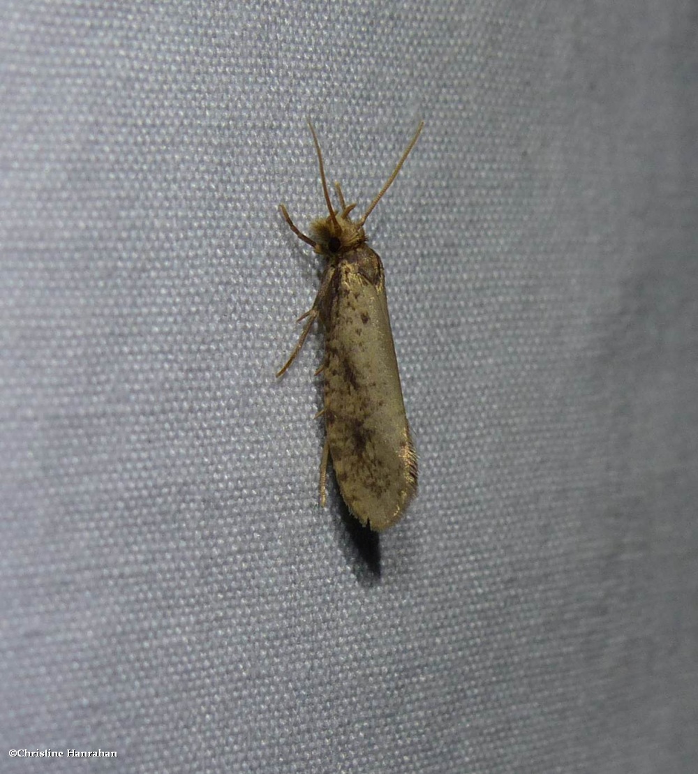 Tineid moth (<em>Tinea</em>)