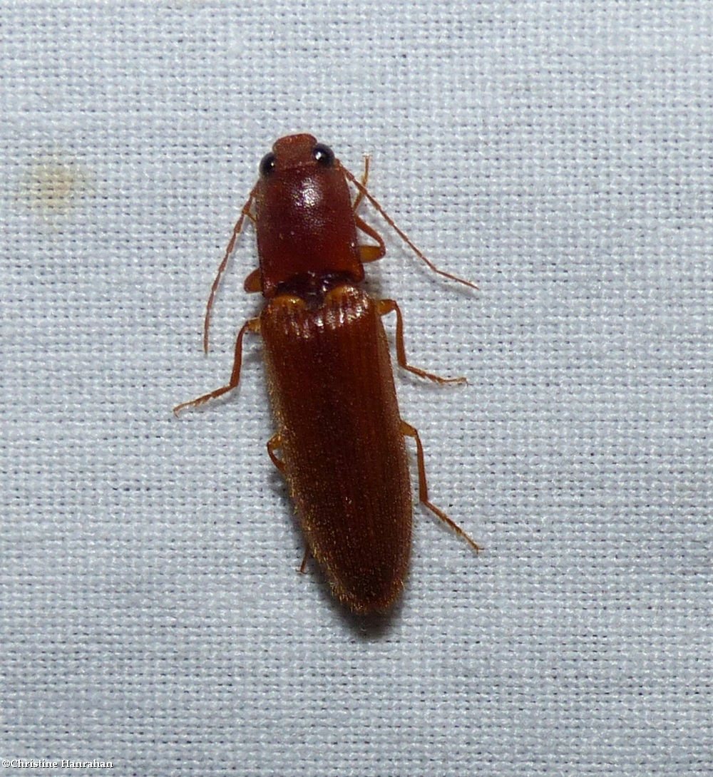 Click beetle (<em>Athous</em> sp.)