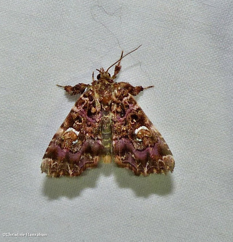 Pink-shaded fern moth (<em>Callopistria mollissima</em>), #9631