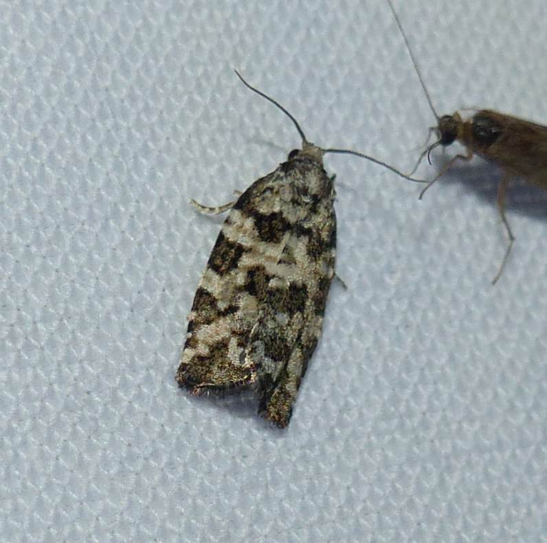 Spring spruce needle moth (Archips packardiana),  #3667