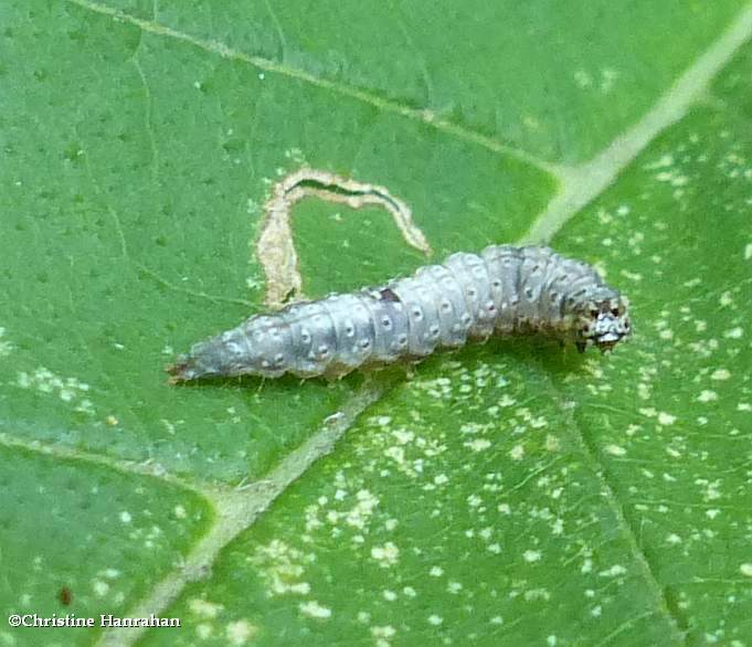 False burnet moth caterpillar (Wockia asperipunctella), #2415