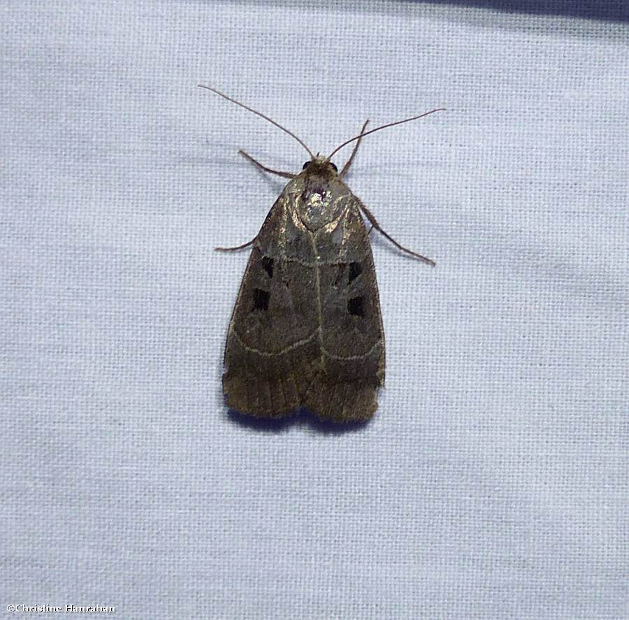 Collared dart moth (<em>Anorisma bugrai</em>), #10954