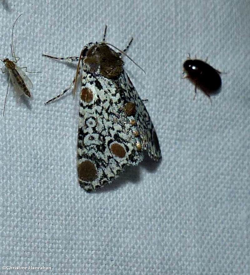 Harriss three-spot moth  (<em>Harrisimemna trisignata</em>), #9286