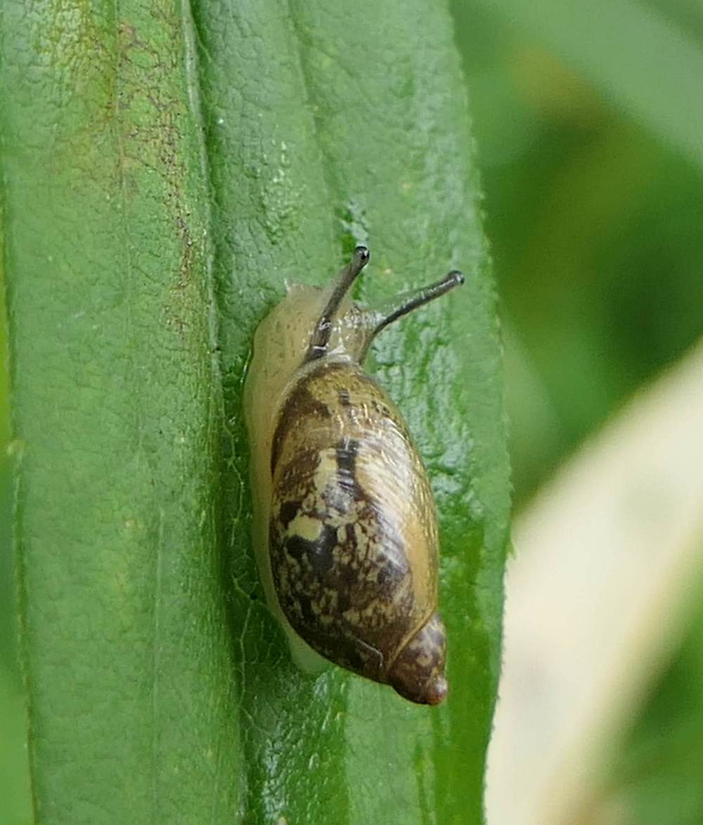 Amber snail (<em>Succinea</em>)