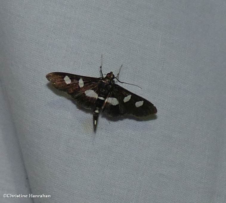 Grape leaffolder/leafroller moth  (<em>Desmia funeralis/maculalis</em>) group