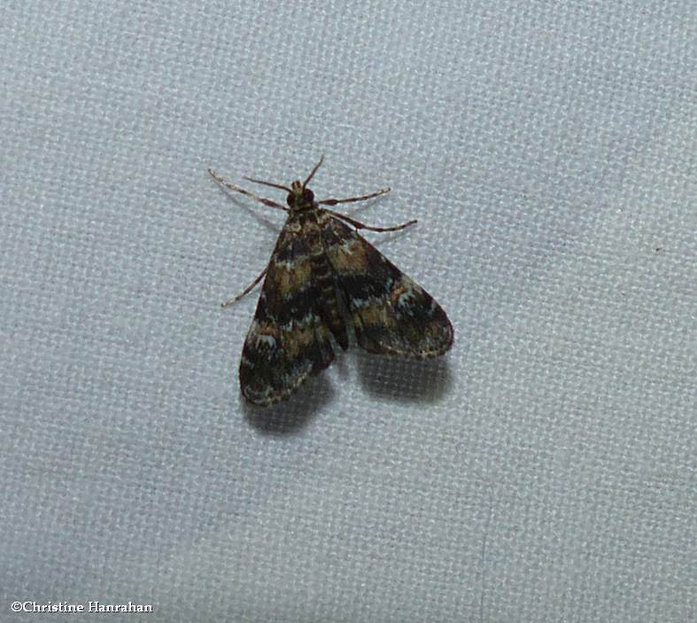 Waterlily leafcutter moth  (Elophila obliteralis),  #4755