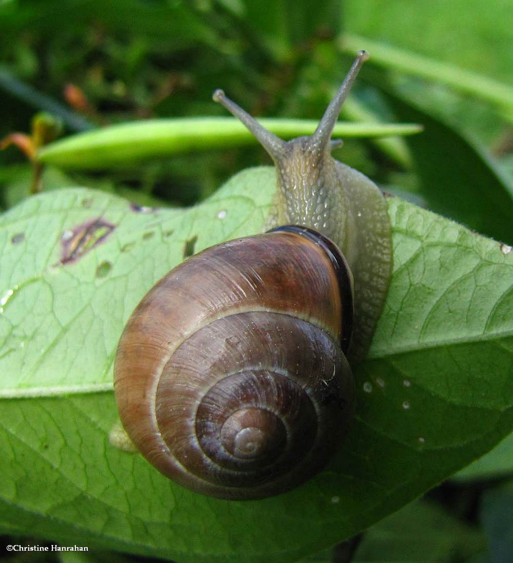 Grove Snail (<em>Cepaea nemoralis</em>)