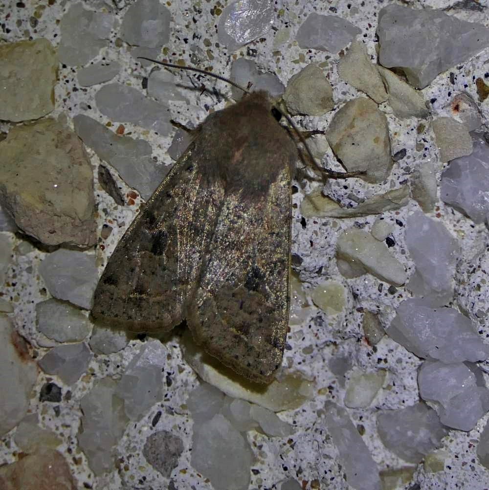 Gray quaker moth (<em>Orthosia alurina</em>), #10491