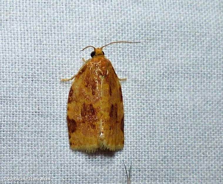 Ugly-nest caterpillar moth  (Archips cerasivorana), #3661