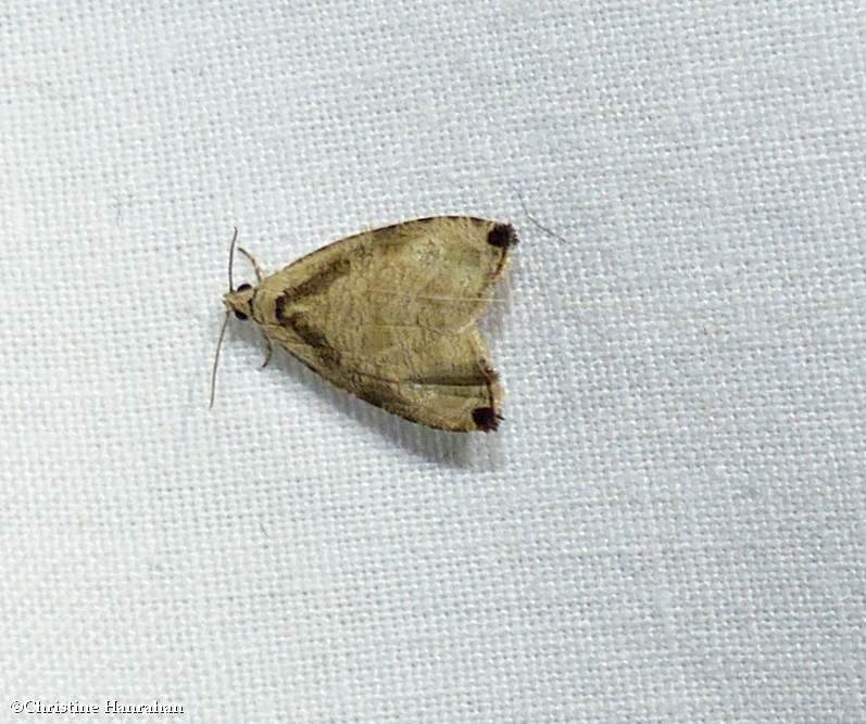 Wretched olethreutes moth  (Olethreutes exoletum), #2791