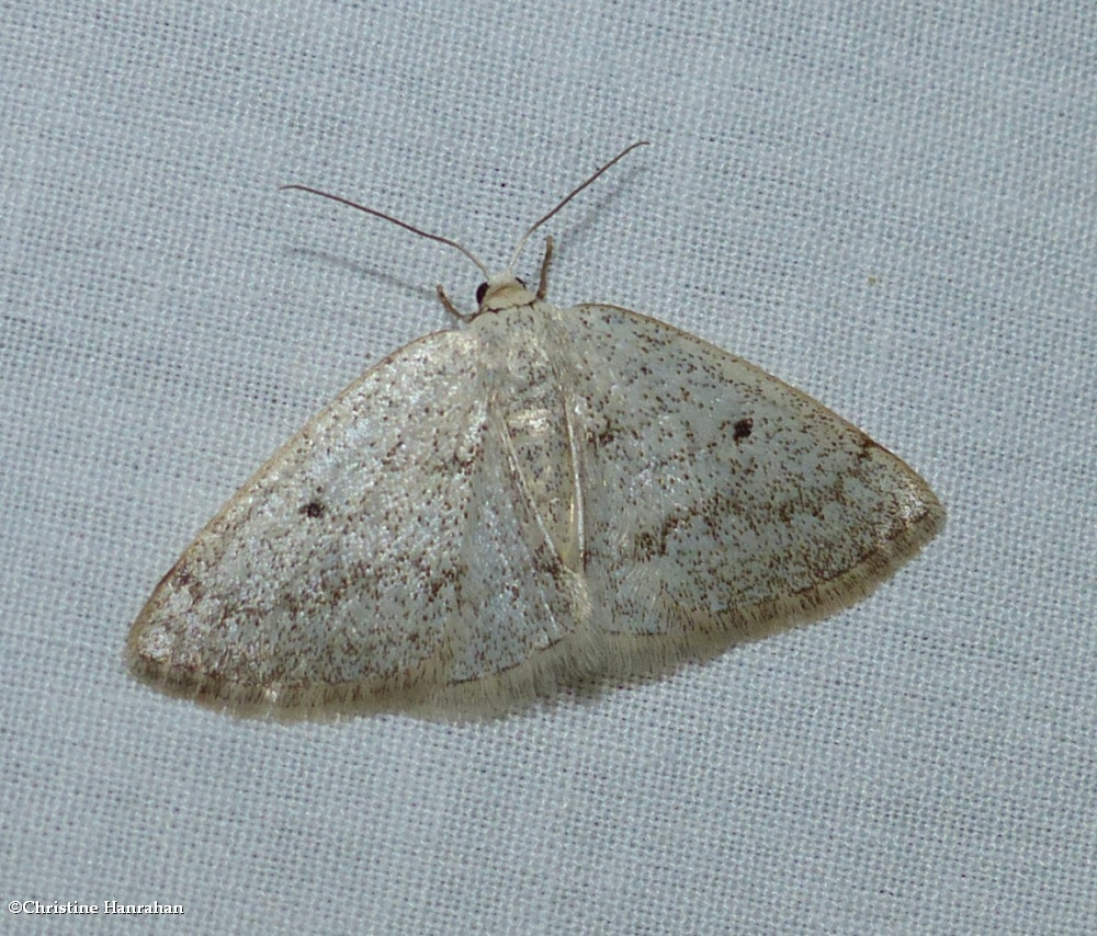 Gray spring moth (<em>Lomographa glomeraria</em>), #6668