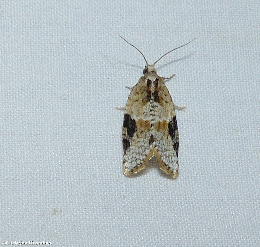 Gray-banded leafroller moth  (<em>Argyrotaenia mariana</em>), #3625 