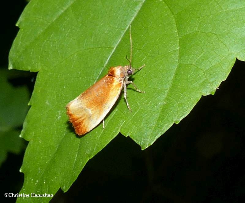 Tortricid moth (Eulia ministrana), #3565