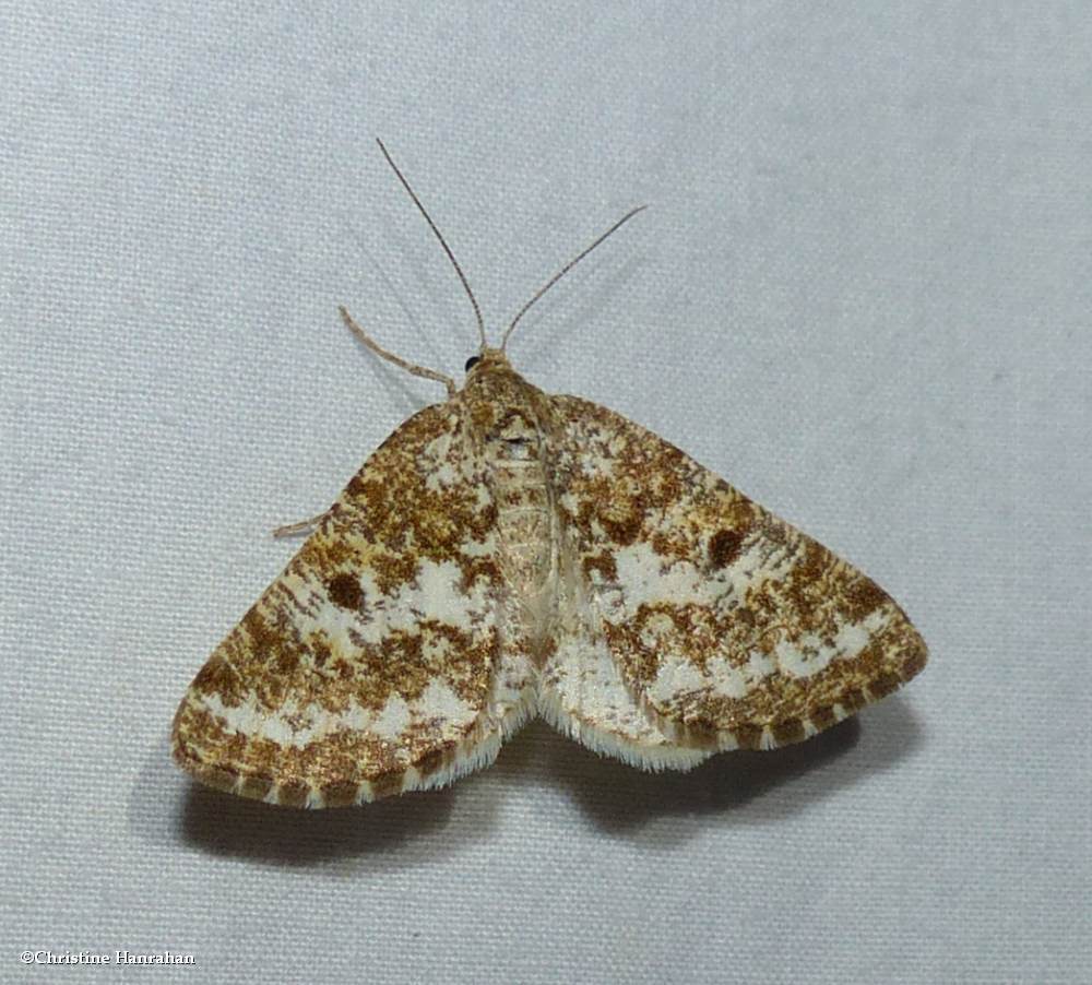 Powder moth (<em>Eufidonia</em>)