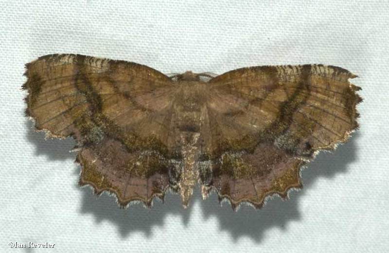 Scallop moth  (Cepphis armataria), #6835