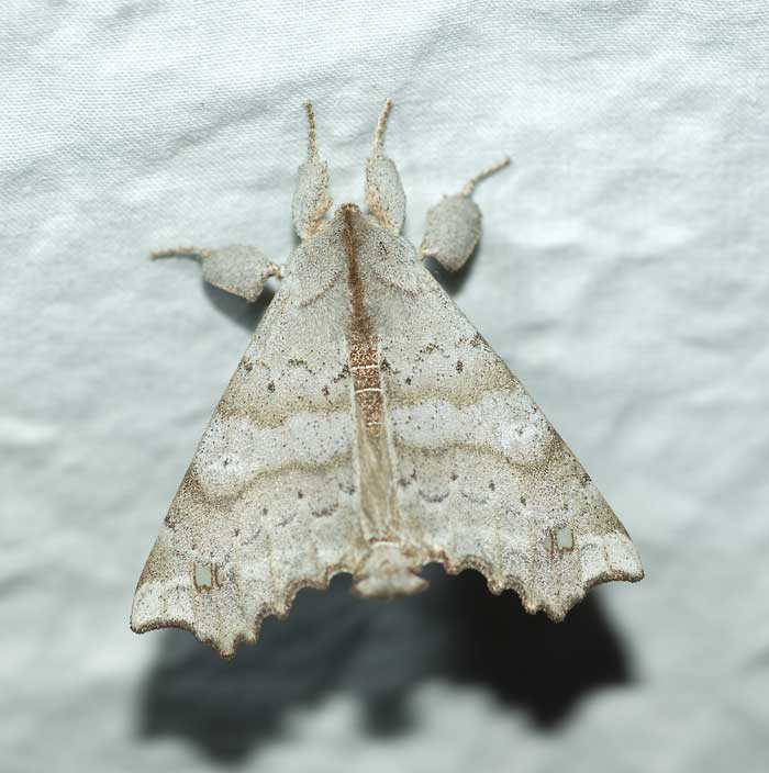 Angel moth (Olceclostera angelica), #7665