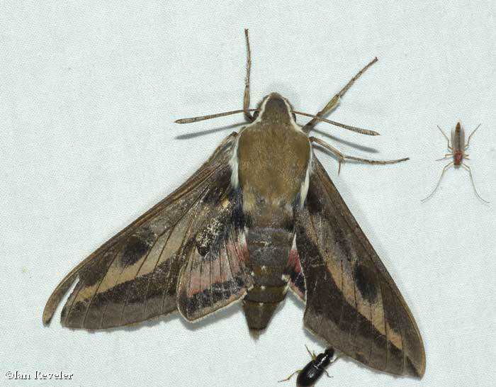 Gallium sphinx moth  (Hyles gallii), #7893