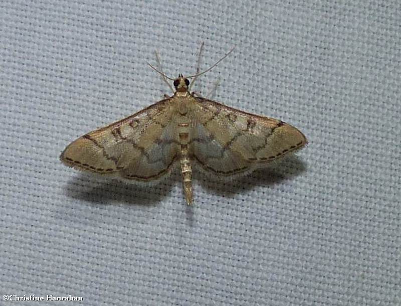 Hollow-spotted blepharomastix moth  (Blepharomastix ranalis), #5182 #