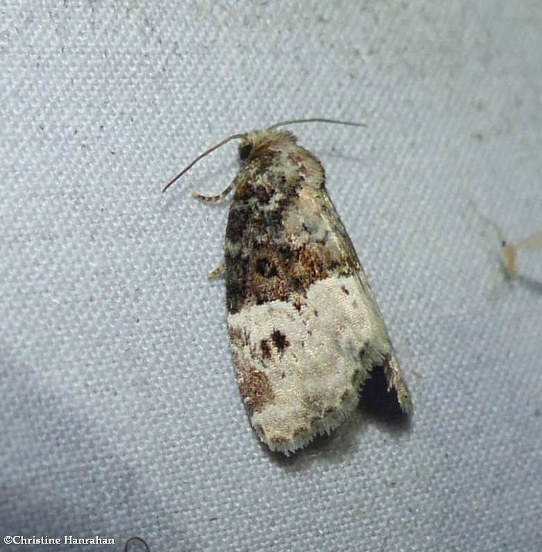 Noctuid moth (Neoligia crytora), #9410