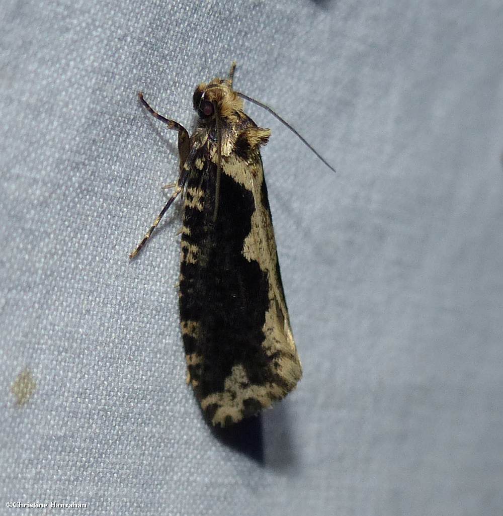 Scardia anatomella moth (<em>Scardia anatomella</em>), #0311