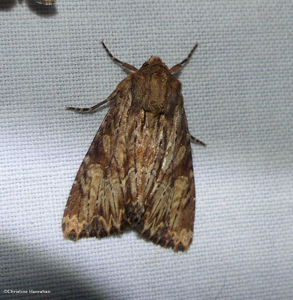 Wood-coloured apamea moth  (<em>Apamea lignicolora</em>), #9333
