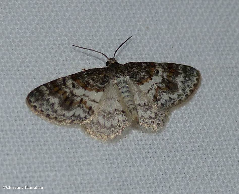 Unadorned carpet moth (<em>Hydrelia inornata</em>), #7422