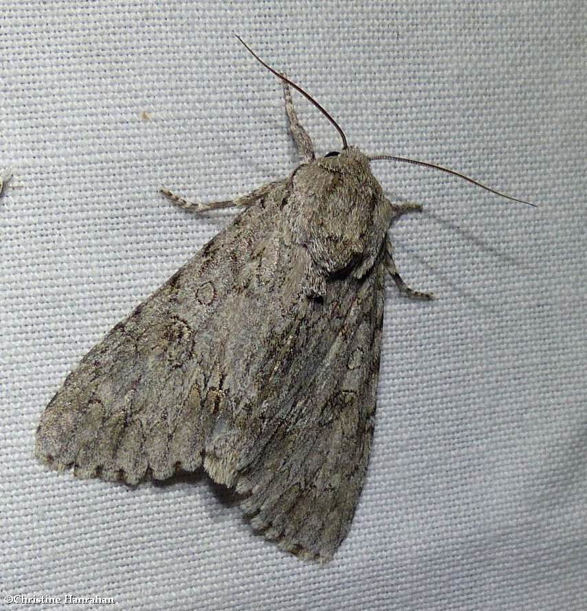 Large gray dagger moth (<em>Acronicta insita</em>), #9202