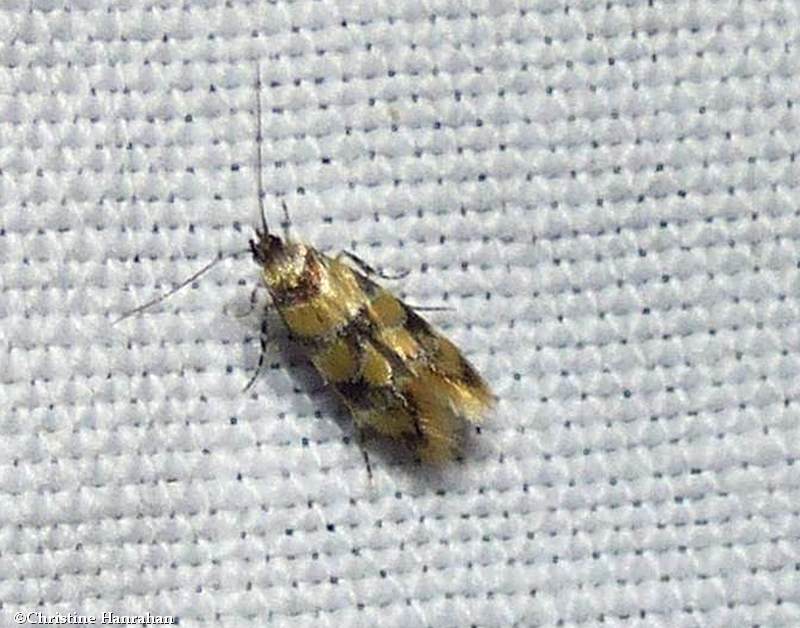 Reticulated decantha moth  (Decantha boreasella), #1042