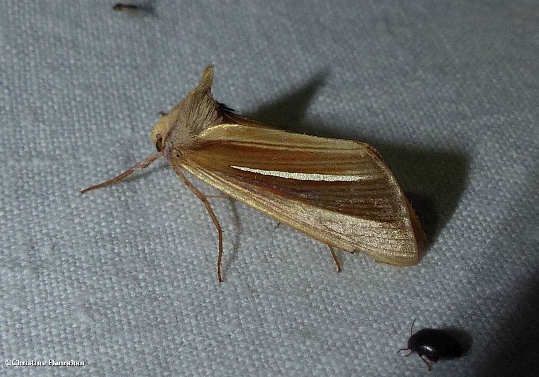 White-streaked looper moth  (<em>Plusia venusta</em>), #8953