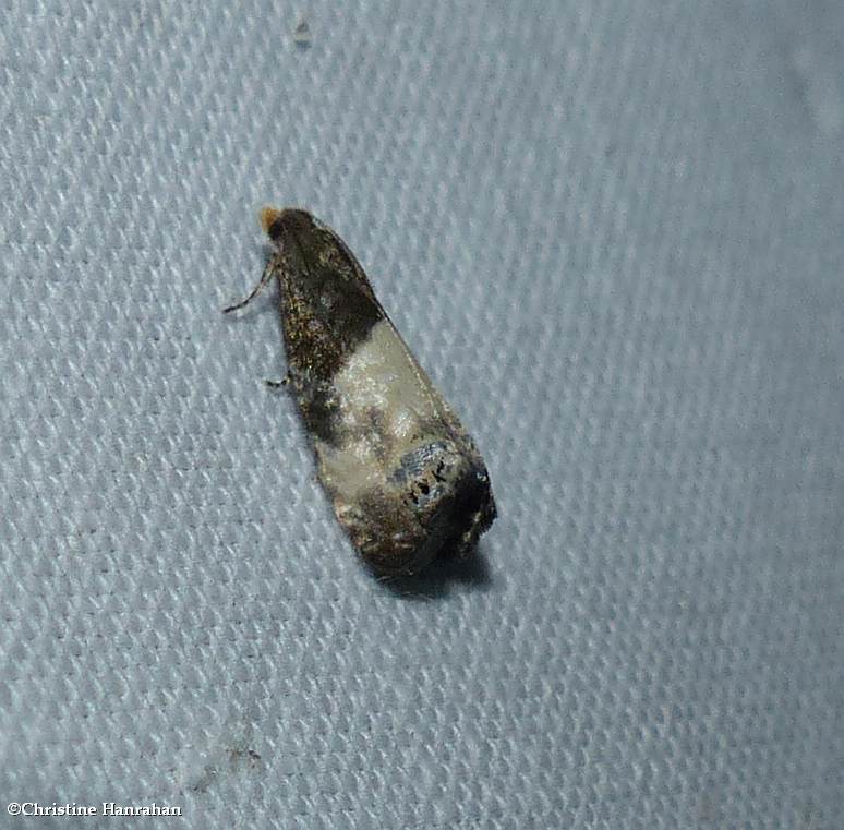 Yellow-faced bell moth (Notocelia cynosbatella), #3208.1