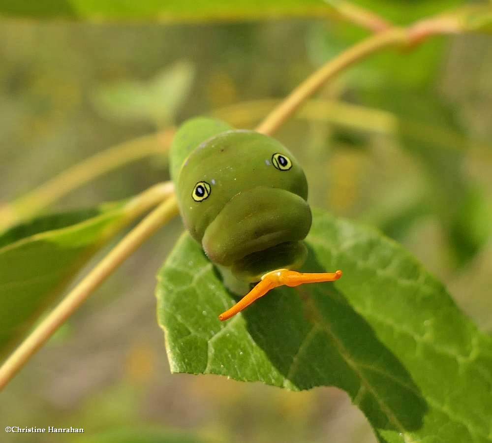 Tiger swallowtail butterfly caterpillar (<em>Papilio</em>)