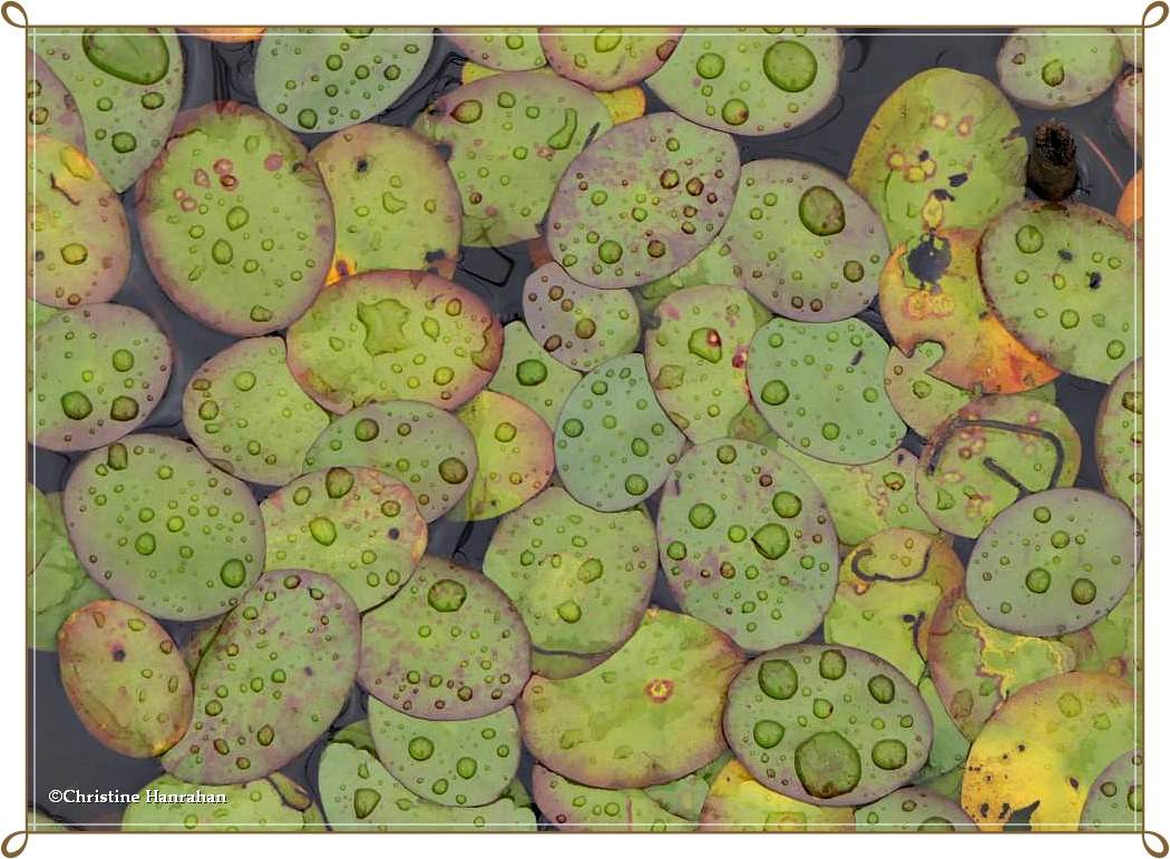 Water shield (<em>Brasenia schreberi</em>)
