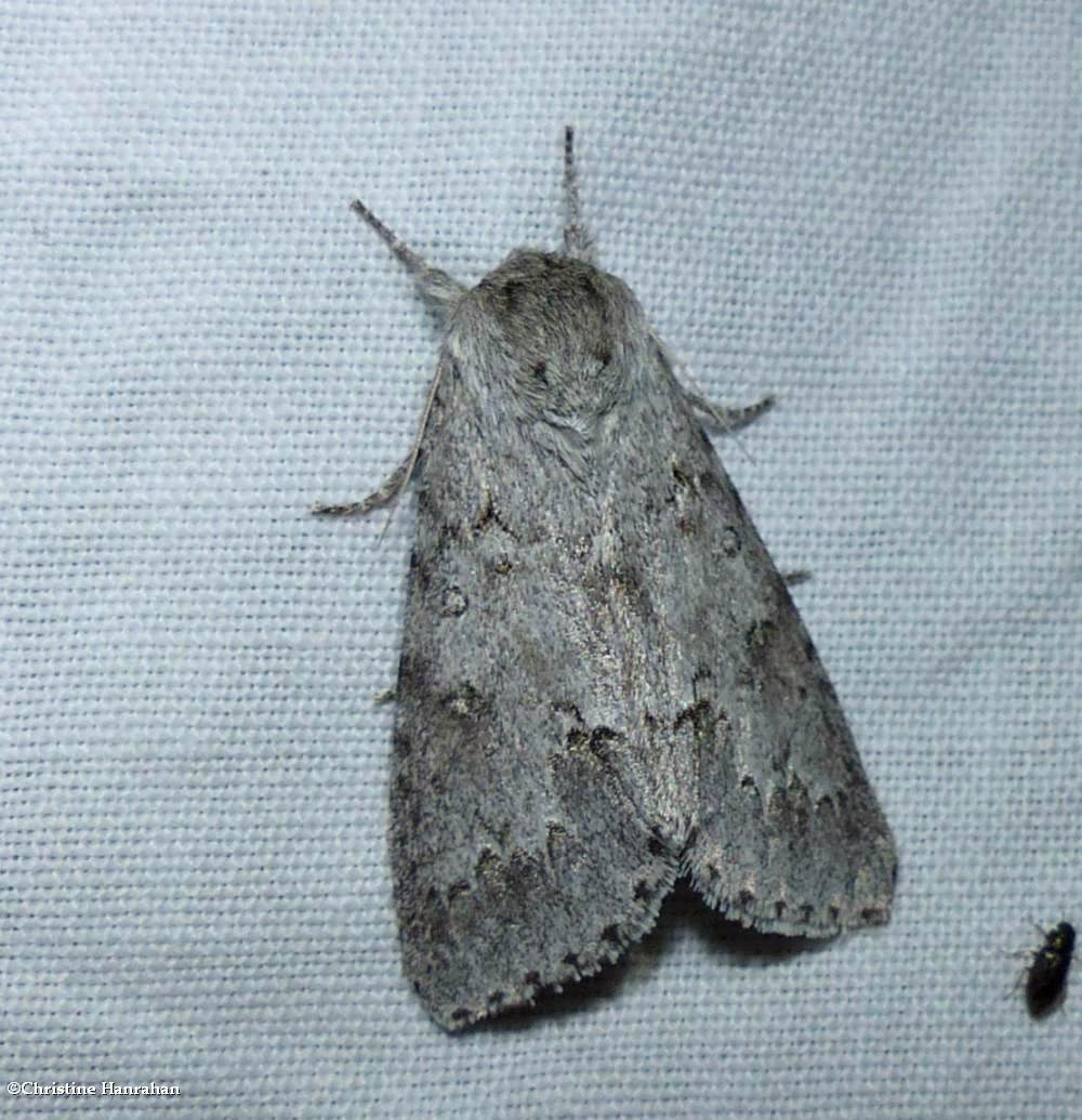 Large gray dagger moth  (<em>Acronicta insita</em>), #9202